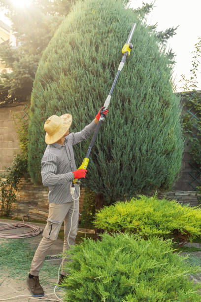 Trusted Palm Springs, CA Tree Care Services Experts